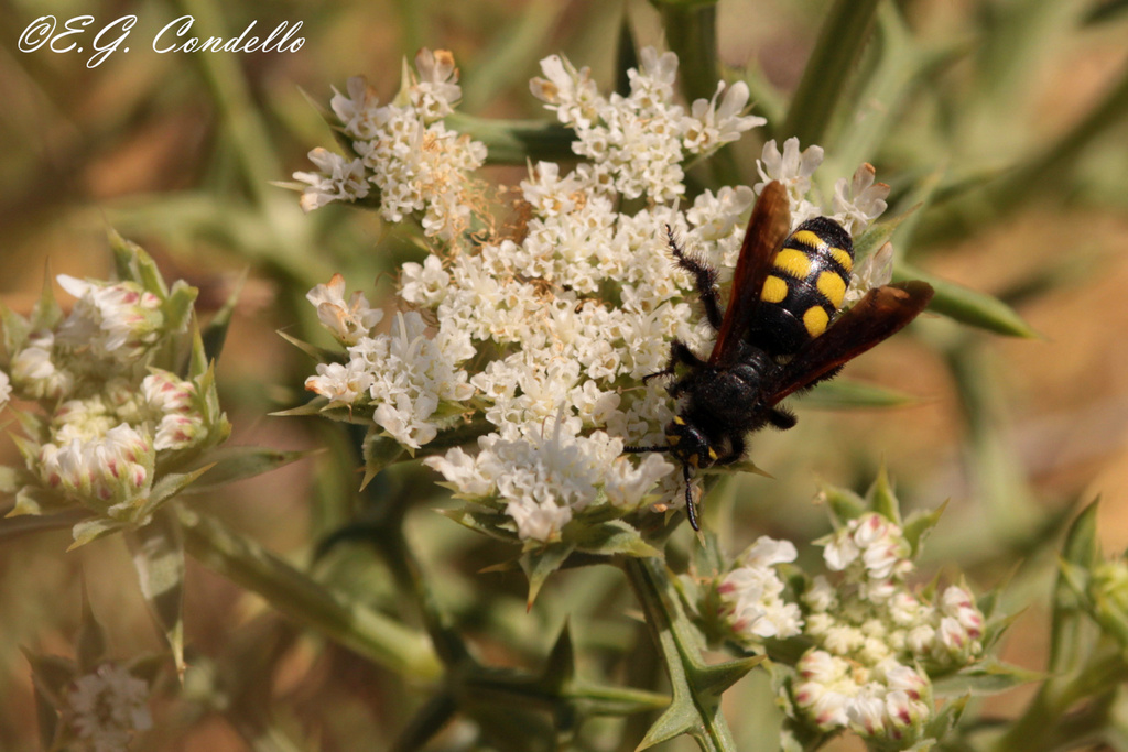 Scoliidae: Colpa sexmaculata, femmina